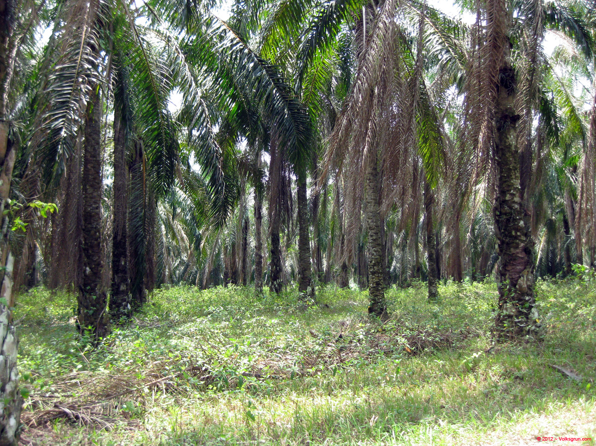 IMG_0998 palm oil tree